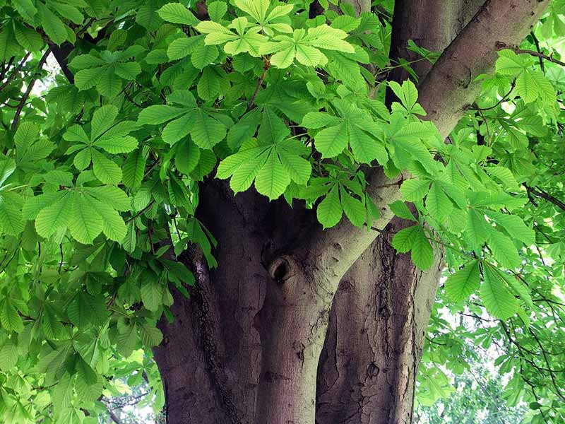 Aesculus Hippocastanum Bonsai Tree Type (Outdoors)
